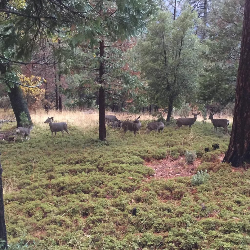 Deers #bnesimppl