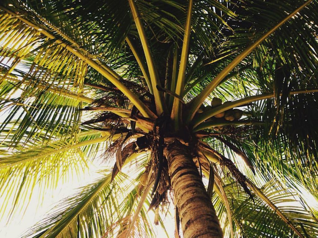 I will see the #sunnydaze again soon ️ #guessMyNextTrip #travel #palmtrees #ilovetravel