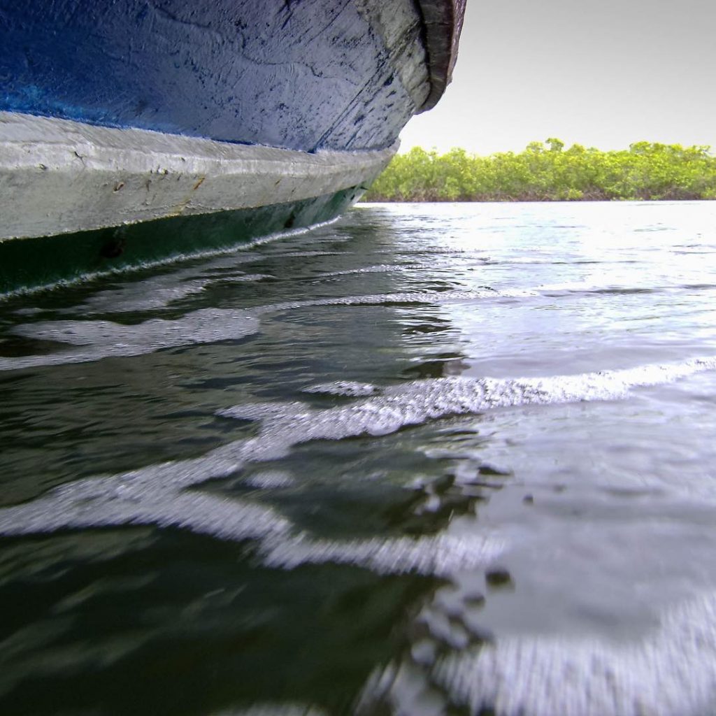 Old picture of mangroves Gambia ????????