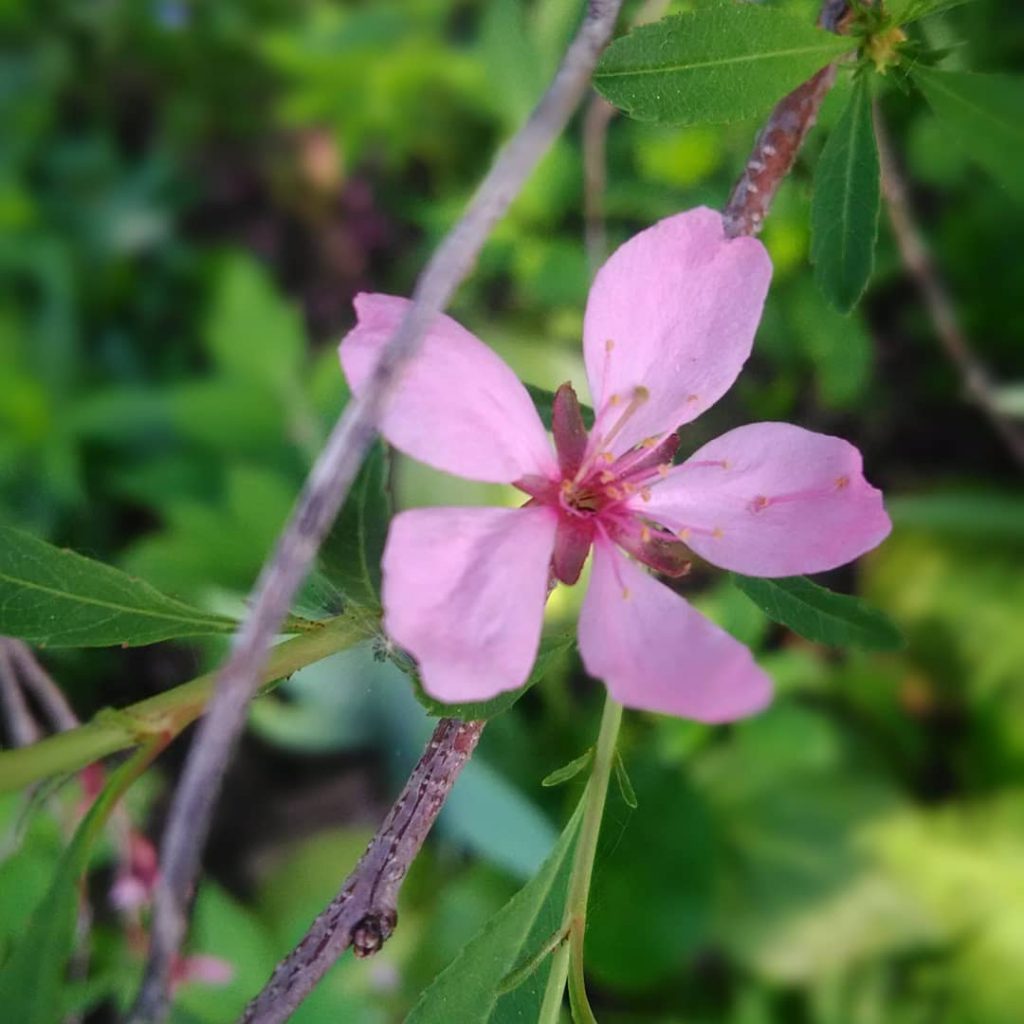 #봄 #봄봄봄 #봄봄 #꽃 #자연 #색상 #도 #may #flowers #travel #nature #colorflowers #color #nikon&hellip;