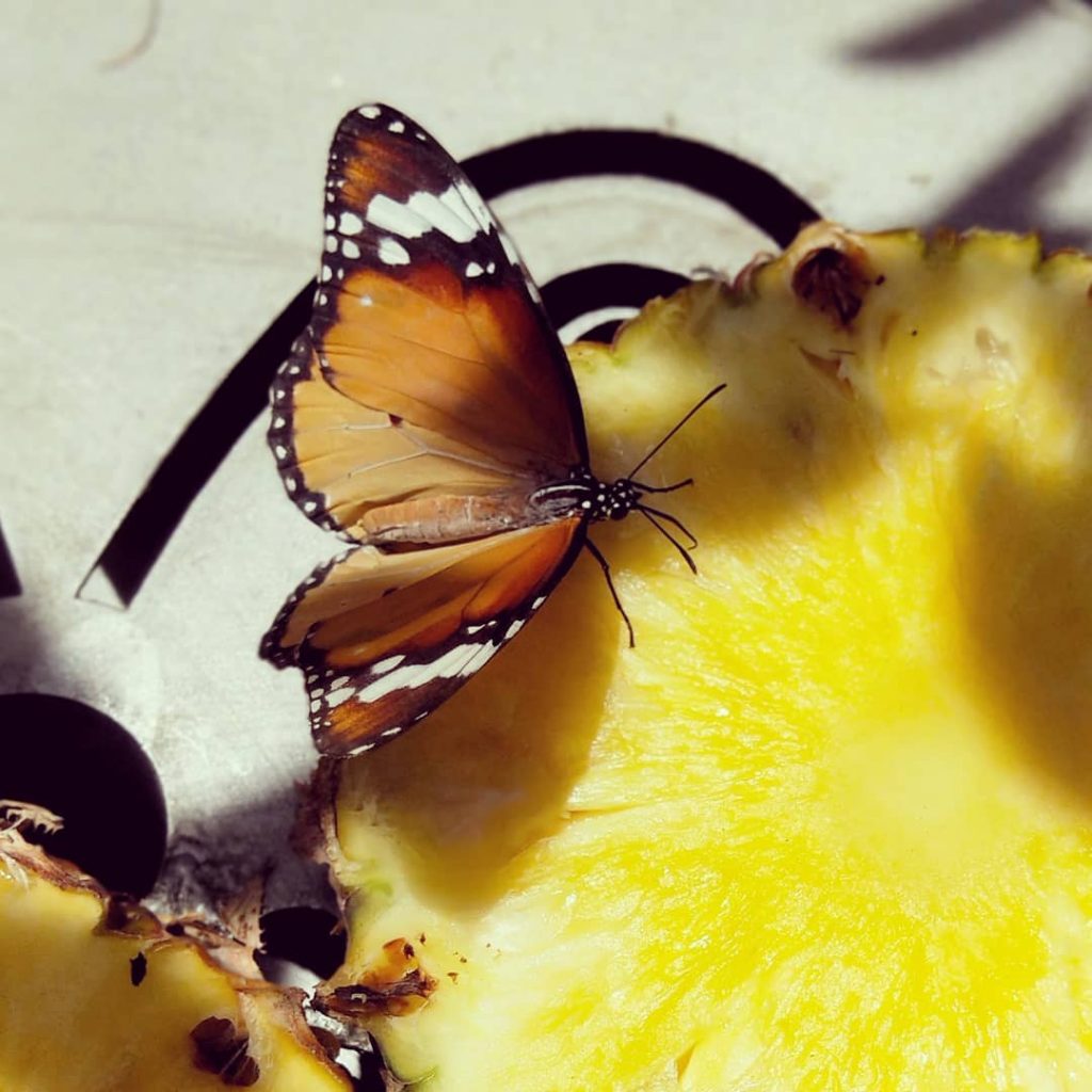 Beauty in little things #myportabledreams . . . . . . . . #butterfly&hellip;