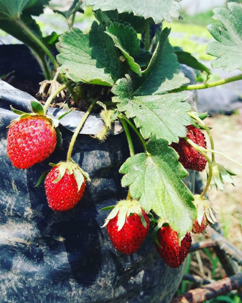 #berries #strawberry #sweet #sour #fruit #fruitphotography #travelphotography #travelawesome #travel #photography #photographylovers #photographyislife #photooftheday #hobby&hellip;