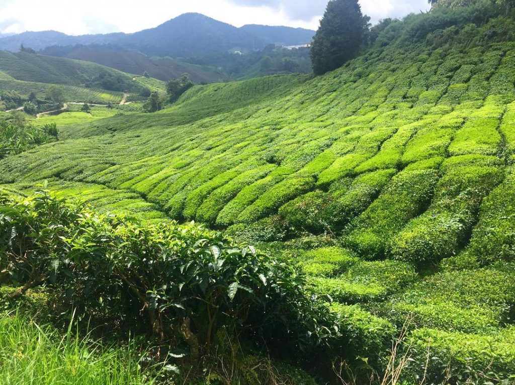 •Cameron Highlands May’18• #nofilterneeded #goasiago #travelling #ig #malaysia #asia #asiamonamour #verdepantone #theplantation #the #trip…