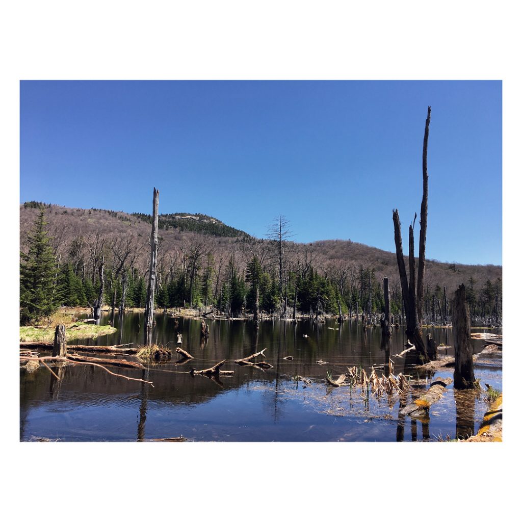 So much activity in this little marshland. #mtvanhoevenberg