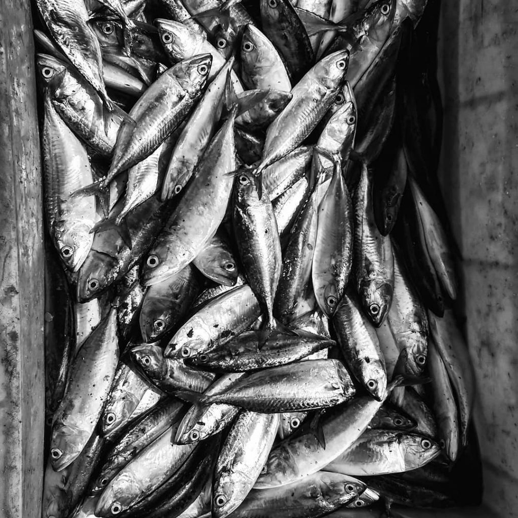 Plenty of fish in the sea. Fresh catch arrives every morning on various docks&hellip;