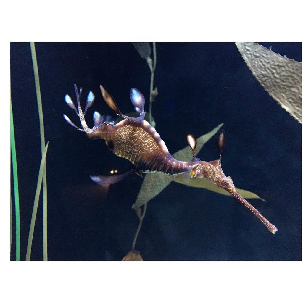 Sea dragons making dreams come true! These little (amazing) creatures are endangered. Be kind…