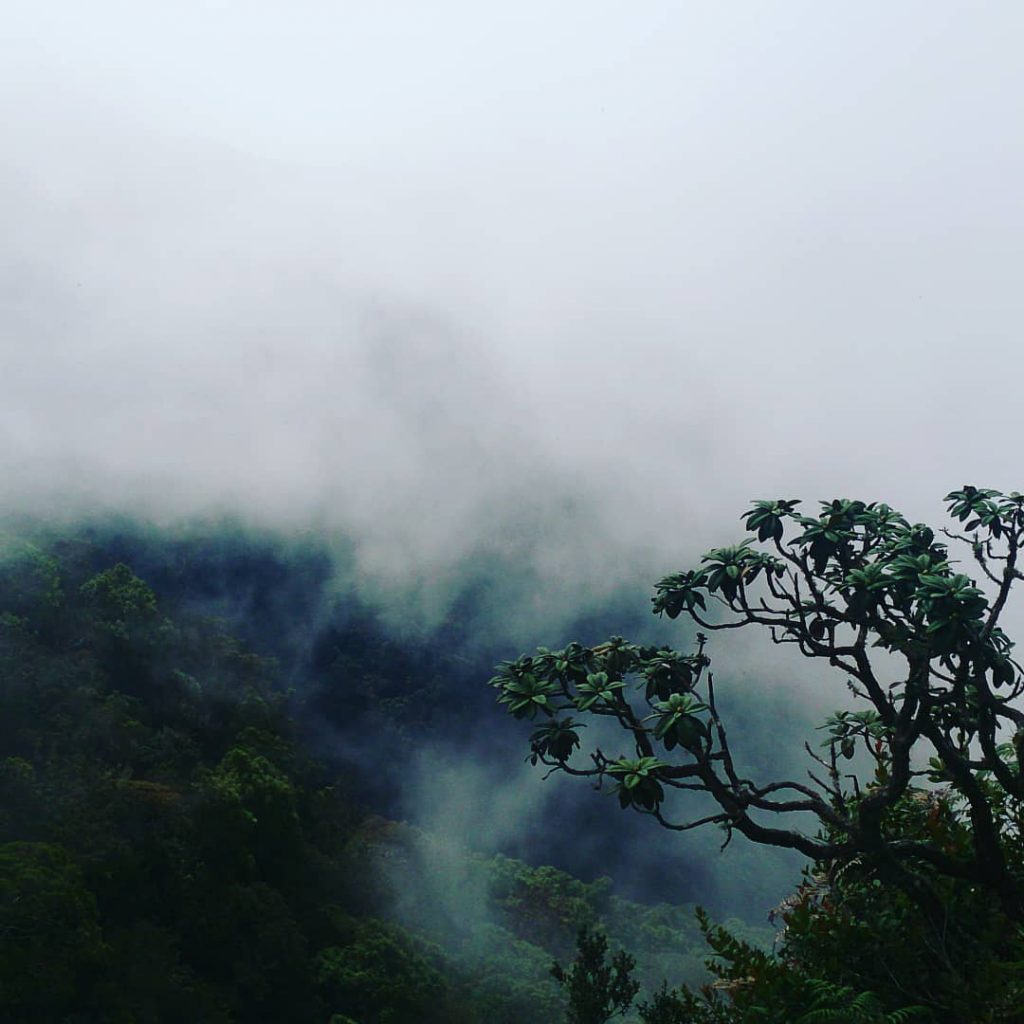 Mist over mini world’s end!! . . . #traveldiaries #travel #iamtb #visitsrilanka #travelgram #passionpassport…