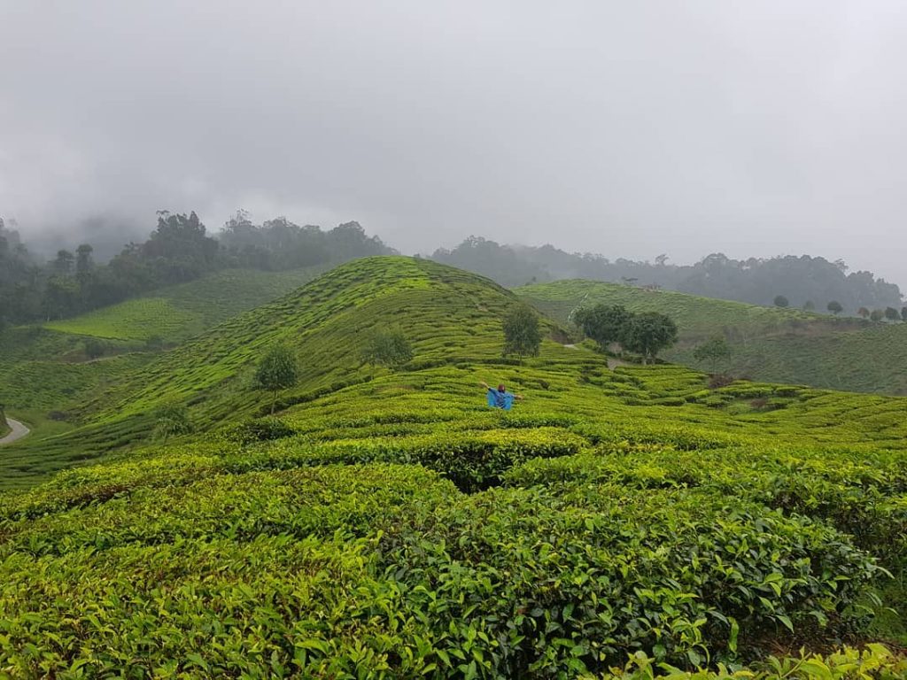 #climaperfecto #rain #vegetacion #plantacionesdeté #malasia #hermosolugar #conociendomundo #viajandoando #bnesimppl #worldtraveler amazing place