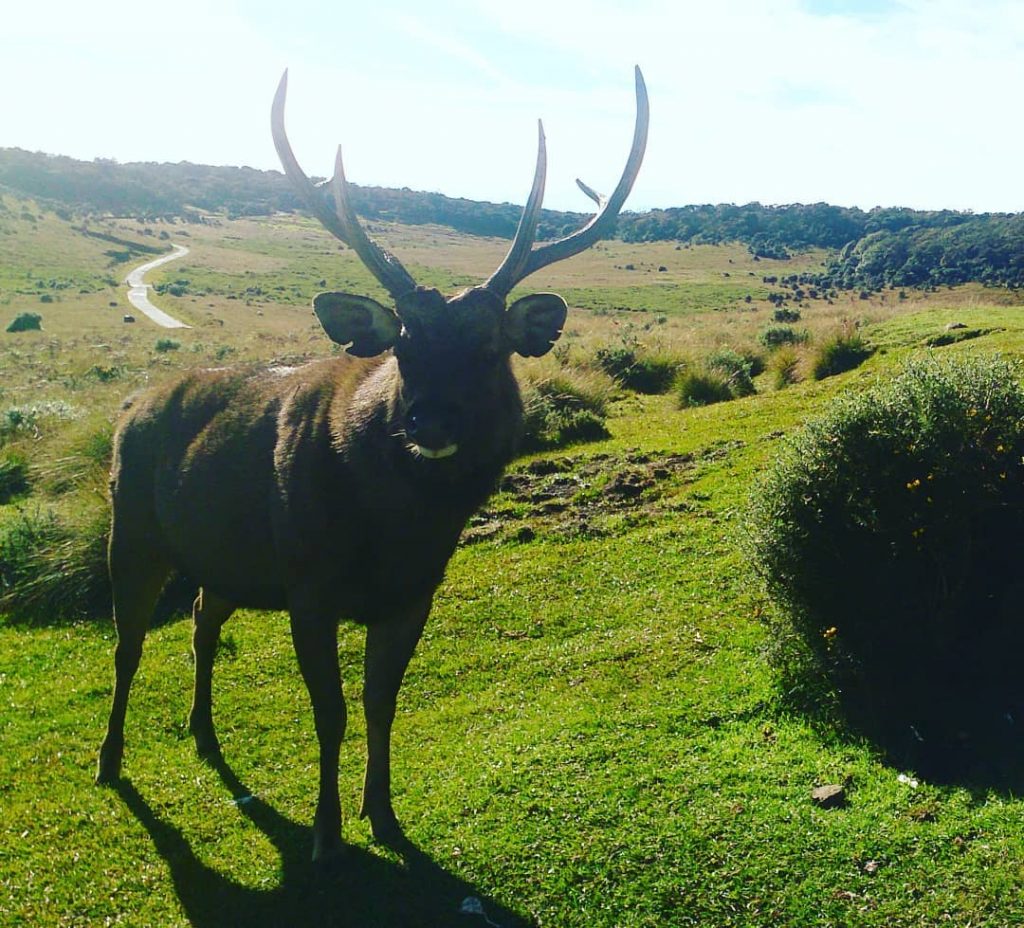 Is this Rudolph? Lost at Horton Plains? . . . #traveldiaries #travel #iamtb #visitsrilanka&hellip;