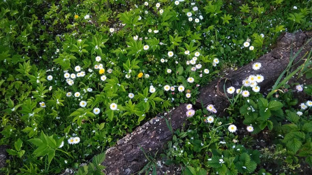 #봄 #봄봄봄 #봄봄 #꽃 #자연 #색상 #도 #may #flowers #travel #nature #colorflowers #color #nikon&hellip;