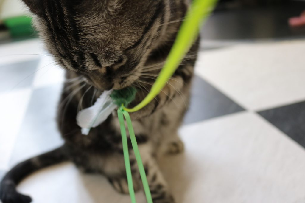 猫カフェで遊ぶ . #写真好きな人と繋がりたい #写真撮ってる人と繋がりたい #ファインダー越しの私の世界 #カメラ女子 #関西 #個人 #相互 #CANON #EOS #Kissx8i #canoneos&hellip;