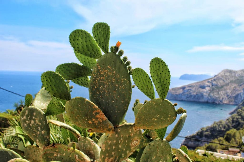 There is no I in cactus ???????? #cactus #xabia #yorangutan