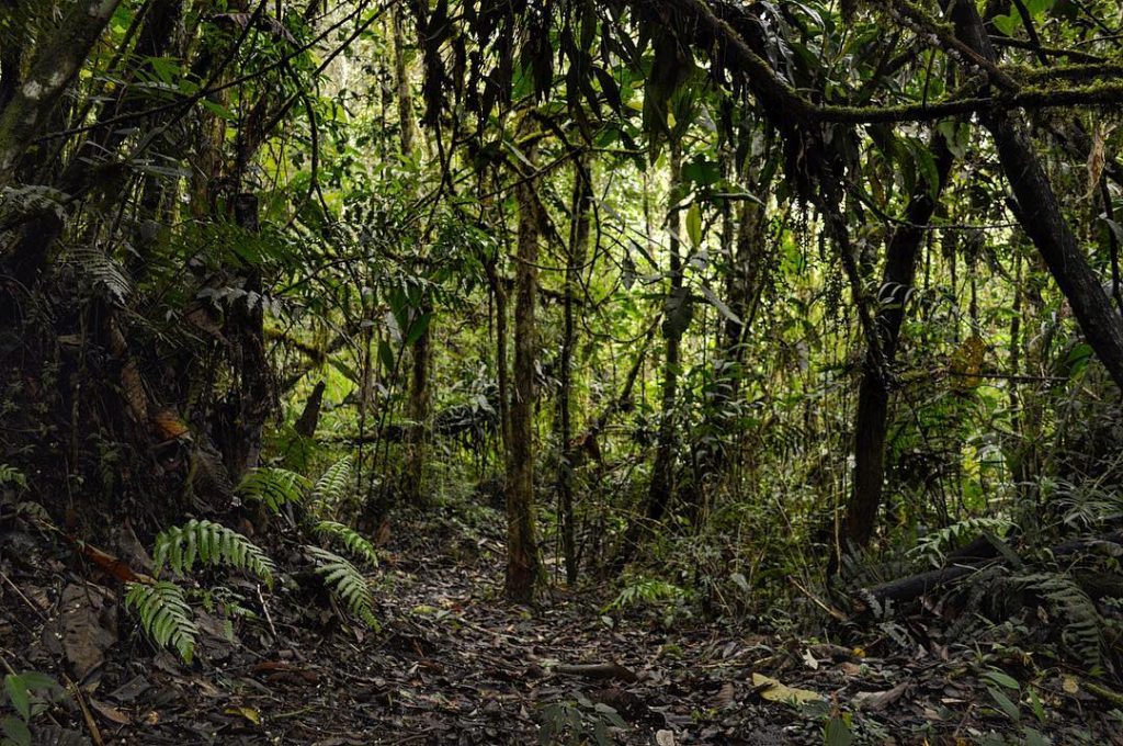 ¡Día del Ambiente! Vivimos en un mundo tan grande que cada rincón es único.…
