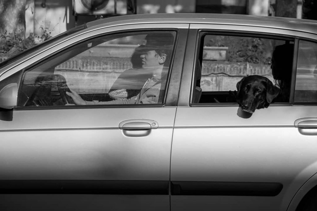 #tea_journals #bnesimppl #dogs #dog #dogsofinstagram #pets #bnw_dogs #streetworld #streetdog #bnw_rose #fa_bnw #ig_dog #lif_is_street #vivianmarie&hellip;