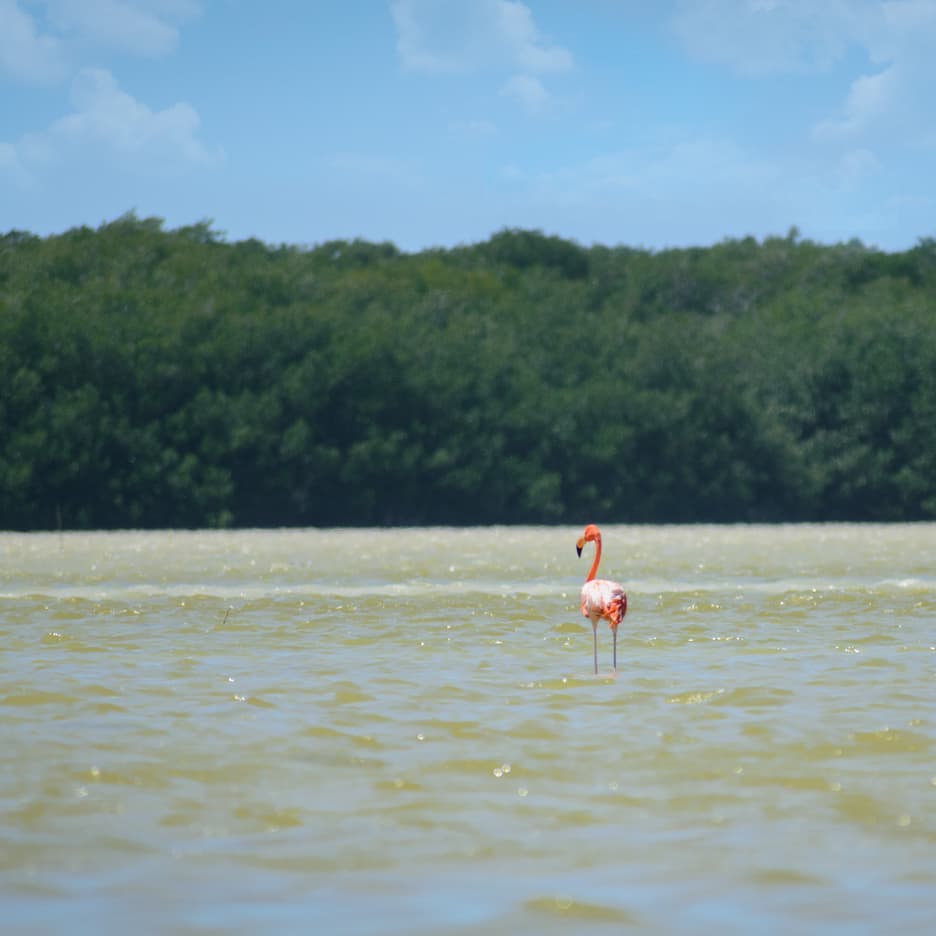 In a World of Boredom be a flamingo. Visit my Flickr web for high&hellip;