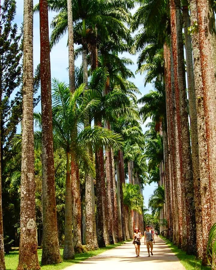 Corredor de Palmeiras Imperiais no Jardim Botânico do Rio de Janeiro-  RJ . Para…