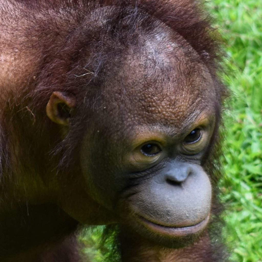Self-portrait #orangutan #borneo #malaysia #sabah #말레이시아 #자연