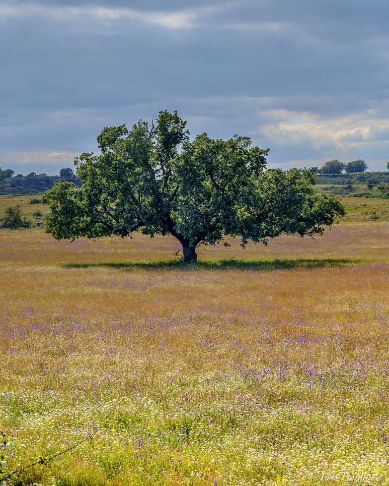 Alto Alentejo #500px #igrefined #ig_color #ig_world_photo #ig_shotz_feb18 #ig_shotz_planet #ig_shotz_le #ig_exquisite #ig_eternity #ipa_shotz #got__greatshots #amazing_shotz&hellip;