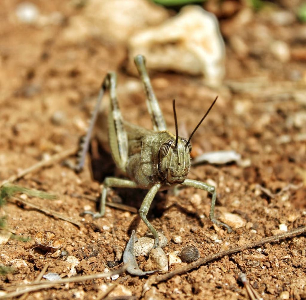 Big Bopper The Grasshopper #xabia #spain #grasshopper #yorangutan