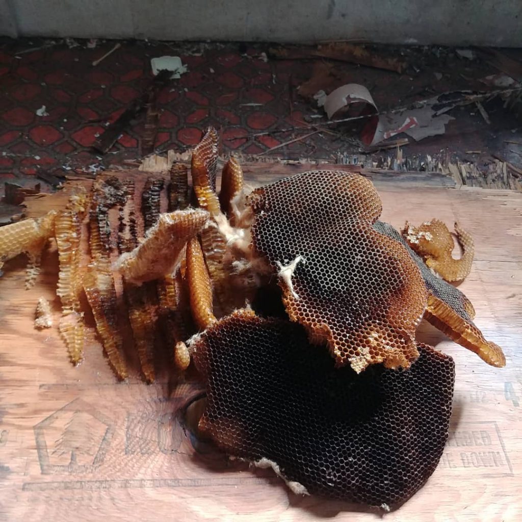 When you find tons of honey comb under your campers floor! · · ·…