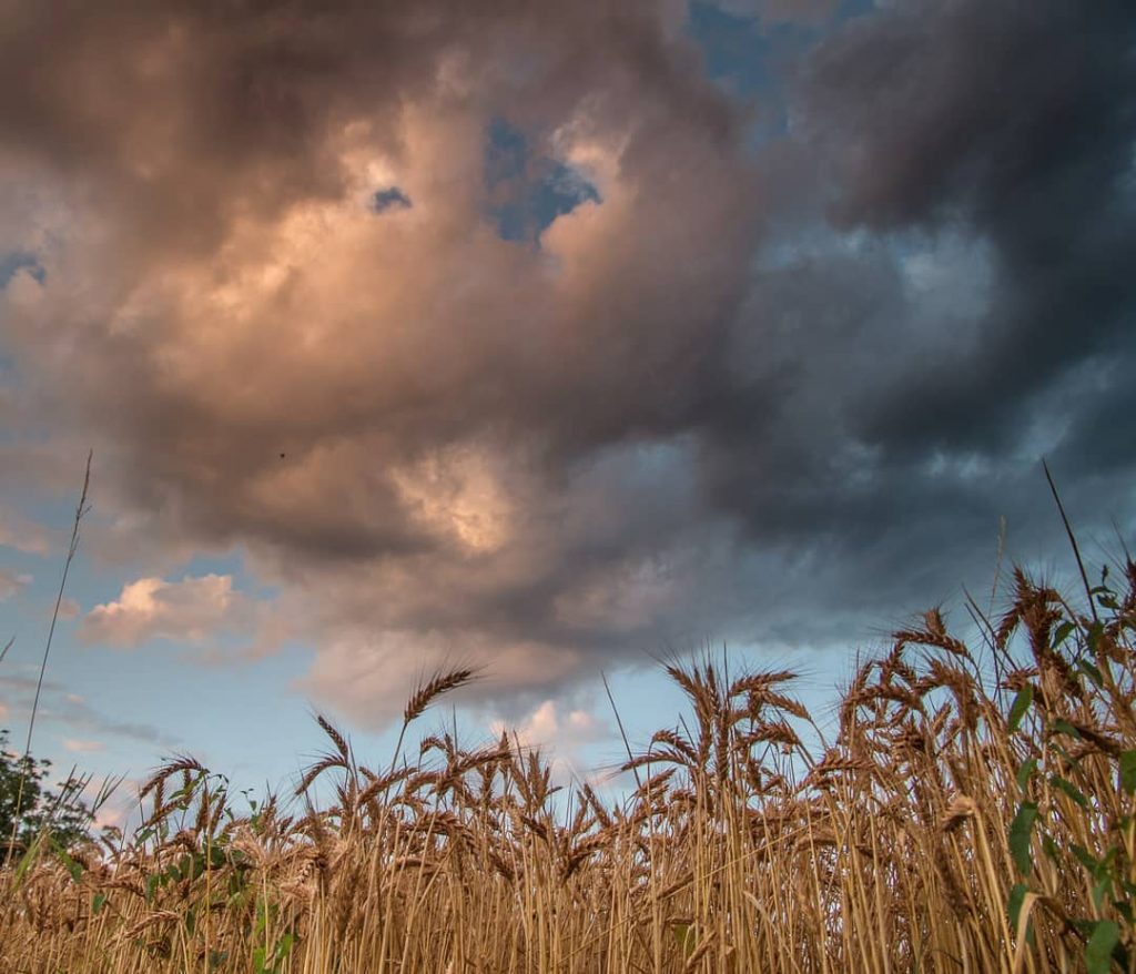 sunset over fields campolonghetto #naturalhairdaily #agricoltura #agriculture #landscape_hunter #landscape_lovers #landscapecaptures  #landscapestyles_gf #sunset #travelgram #instatravel…