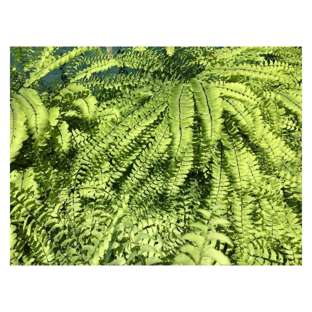 Does anyone know what kind of fern this is?