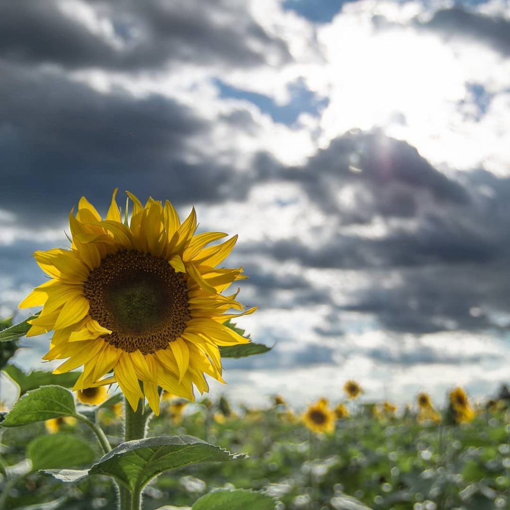 sunflower fields #naturalhairdaily #agricoltura #agriculture #landscape_hunter #landscape_lovers #landscapecaptures  #landscapestyles_gf #sunset #travelgram #instatravel #tourist #travelphoto…