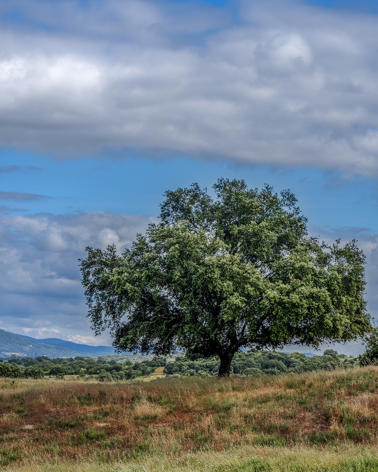 Alentejo #500px #igrefined #ig_color #ig_world_photo #ig_shotz_feb18 #ig_shotz_planet #ig_shotz_le #ig_exquisite #ig_eternity #ipa_shotz #got__greatshots #amazing_shotz #lost_world_treasures&hellip;