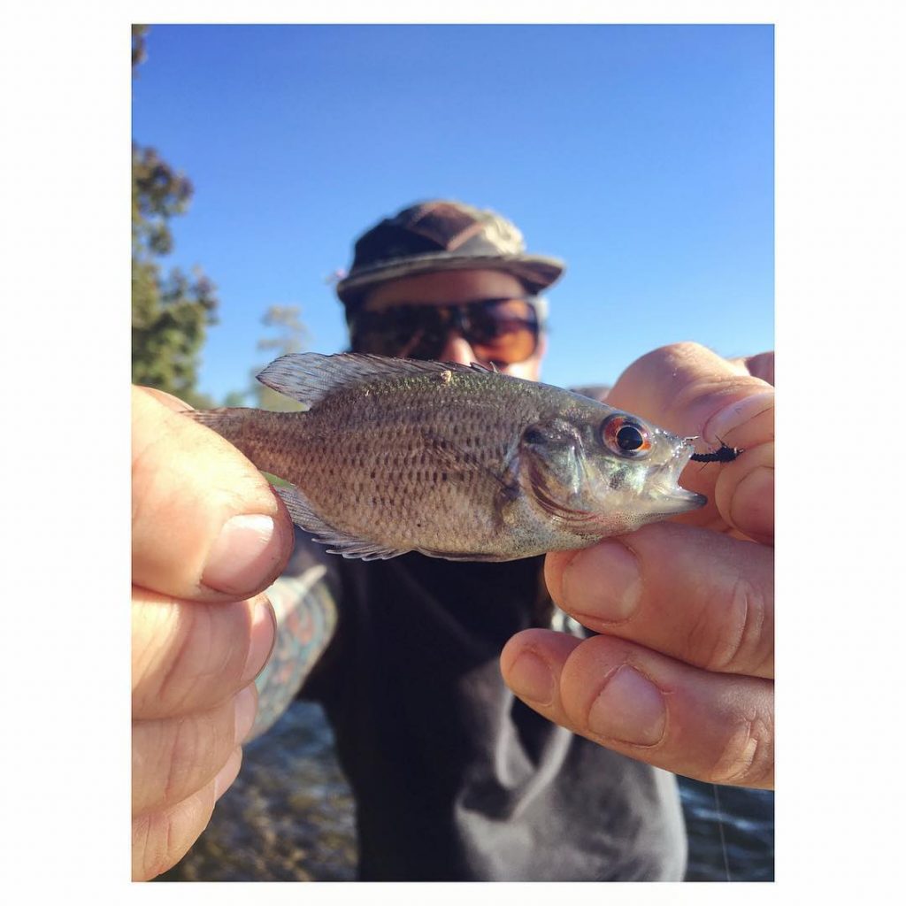 Always bringing home the bacon!