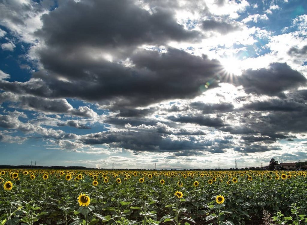 sunflower fields #naturalhairdaily #agricoltura #agriculture #landscape_hunter #landscape_lovers #landscapecaptures  #landscapestyles_gf #sunset #travelgram #instatravel #tourist #travelphoto…