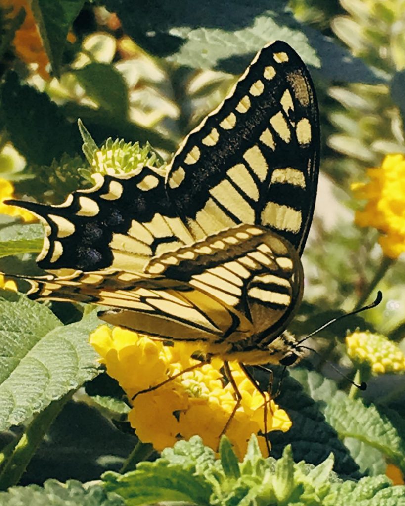 My garden ???? butterfly ????
