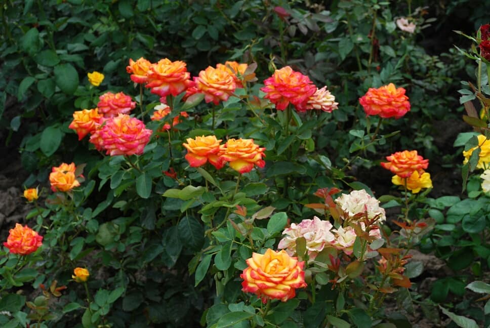 #flowers #travel #roses #nature #colorflowers #color #nikon #instadaily #love #instalike #цветы #photooftheday #amazing #bestoftheday…