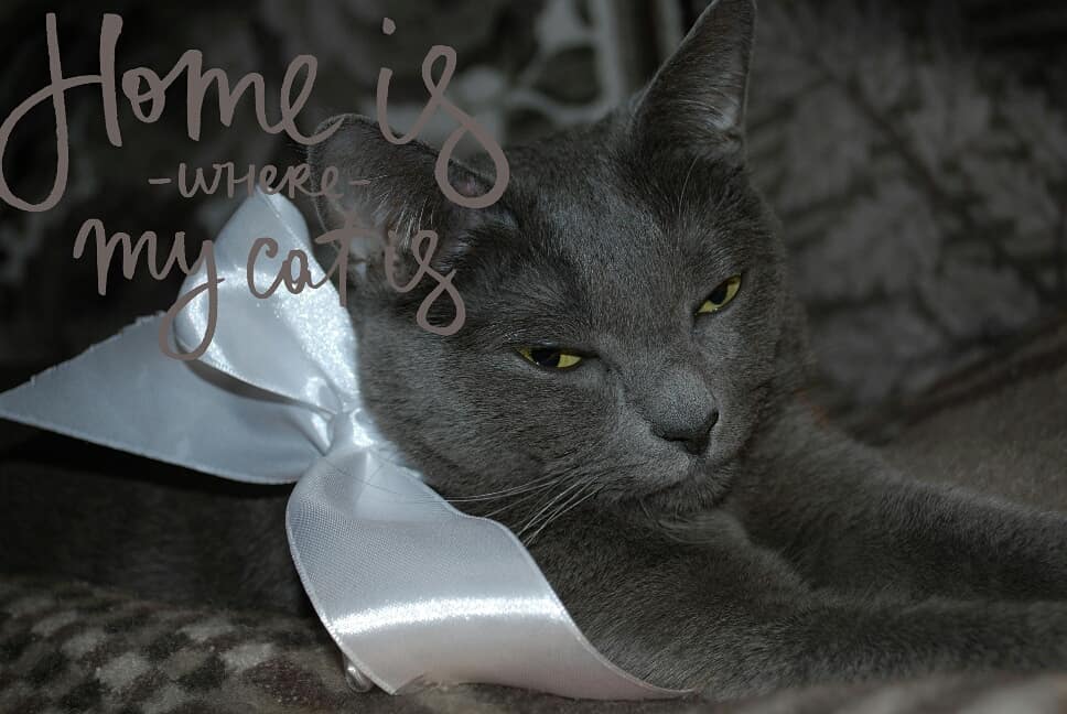 #cat #pet #grey #2k18 #кот #mylove #nikon #neko ~ ~ ~ #instagram #instamoment #instadaily&hellip;