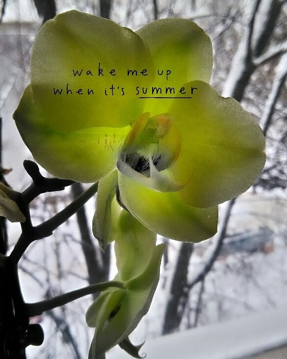 Winter is ending #forgetful #flowers #nnov #bts #itstartswithfood #2k18 #winter #art #nature #snow #orchid…