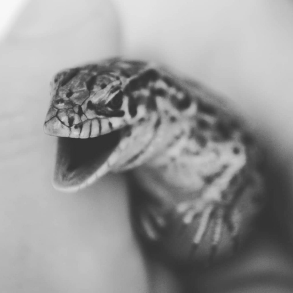 #2k18 #nikon #lizard #instadaily #love #tbt #instalike #cute #photooftheday #amazing #bestoftheday #picoftheday #instagood #instatag…
