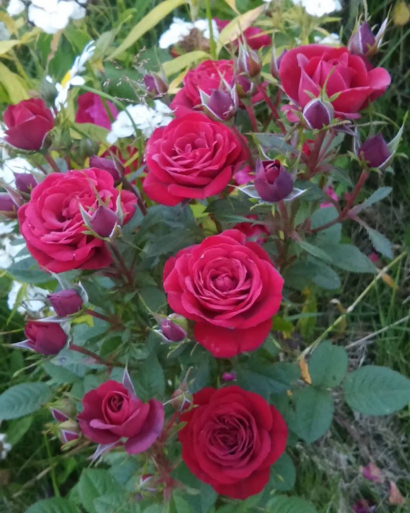 A rose without thorns is not a ~ ~ ~ #flowers #travel #roses #nature…