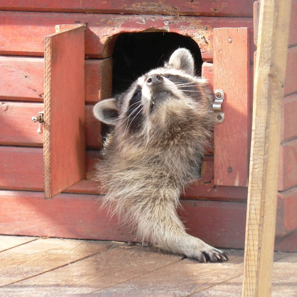 #animals #nikon #nikontravel #instagood #instamoment #instagram #animal #animalphotography #travelforever #travel #mytravel #nature #raccoon :…