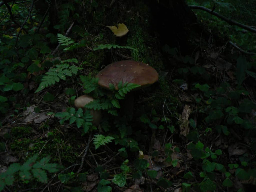 Nature is an infinite sphere whose center is everywhere. Emerson ~ ~ ~ #forest&hellip;