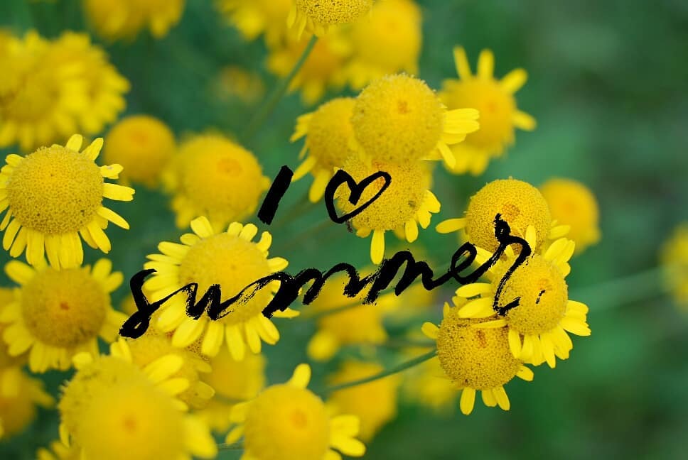 #sammer #flowers #travel #colorflowers #nature #amber #color #inspirational #nikon #instadaily #love ~ ~ ~…