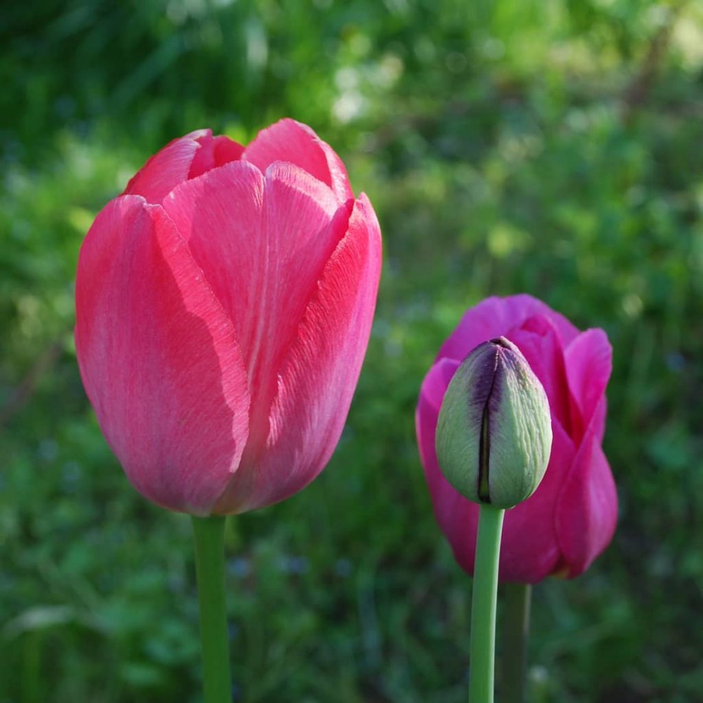 #travel #flowers #pinkandgreen #nikon #spring #nature #instadaily ~ ~ ~ #инстатаг #природа #жизнь #жизньпрекрасна…