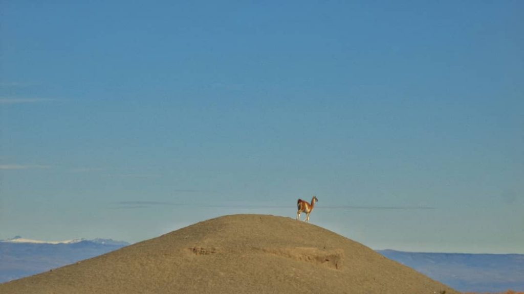 En la inmensidad de la Patagonia, el es uno de sus principales protagonistas: El&hellip;