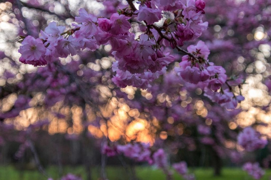 The summer has come early this year. In Denmark it was the hottest day…