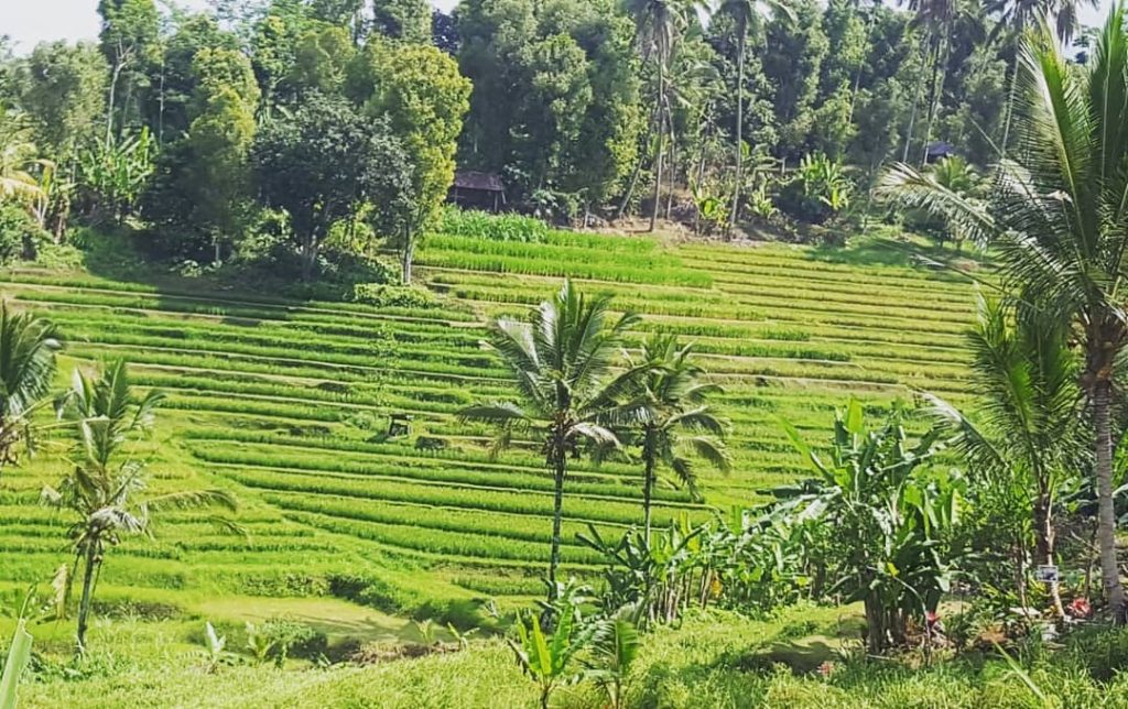 Rice paddies, Bali #travelife #travelblogger #travel #traveling #travelingram #mochilerosviajeros #viajeros #viajand #trip #viajar #viatges&hellip;
