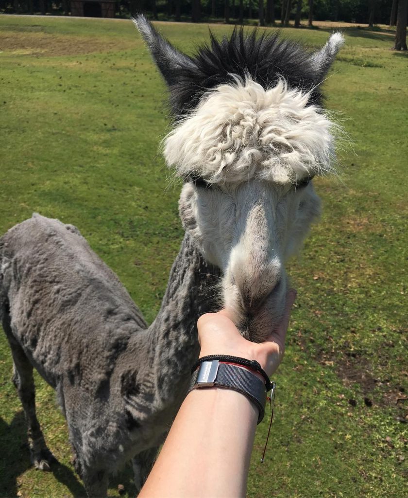 Serengeti Park, Niemcy???????? #serengetipark #serengetiparkhodenhagen #hodenhagen #germany #alpaca #2018 #thebestplaceintheworld #holidays #trip #triplovers #travelers&hellip;