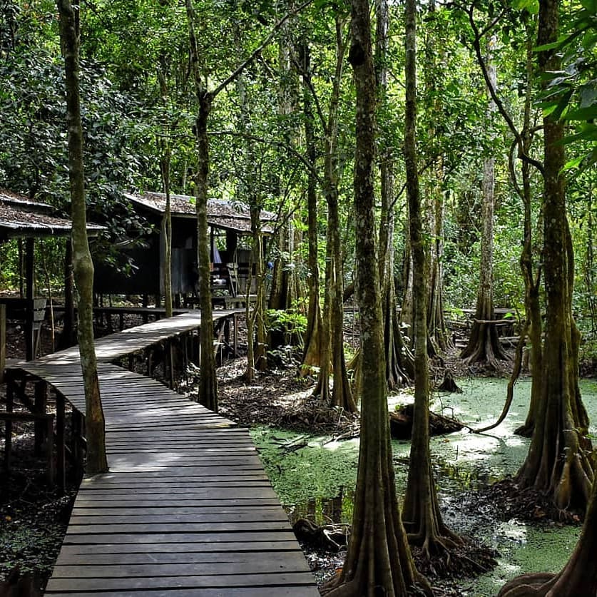 Jungle Boogie #borneo #malaysia #sabah #jungle #말레이시아 #자연