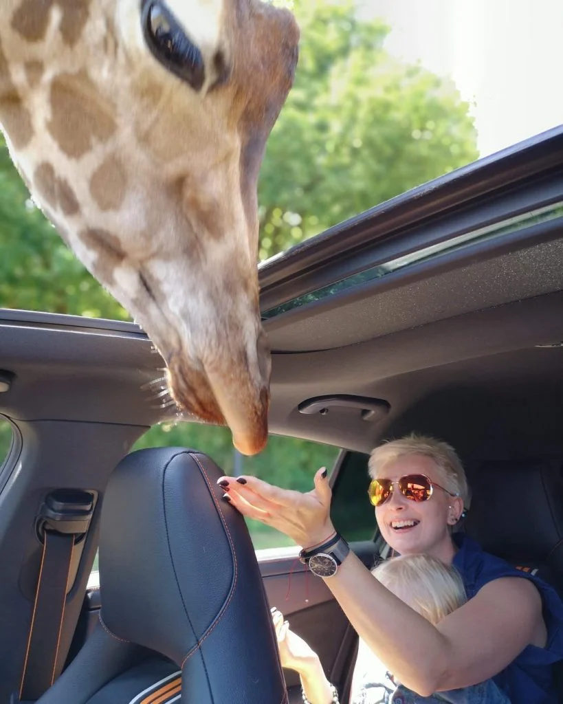 Serengeti Park, Niemcy???????? #serengetipark #serengetiparkhodenhagen #hodenhagen #germany #giraffe #feedinganimals #2018 #thebestplaceintheworld #holidays #trip #triplovers&hellip;