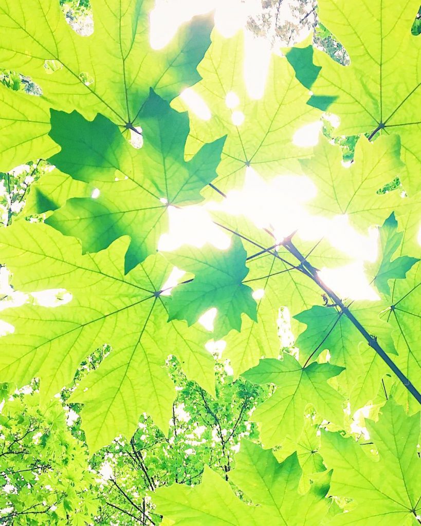 夏天過後就輪到秋天了，等待變紅的時刻，夢幻的季節即將降臨。 After summer goes into fall, looking forward to the dreamy season, all the&hellip;