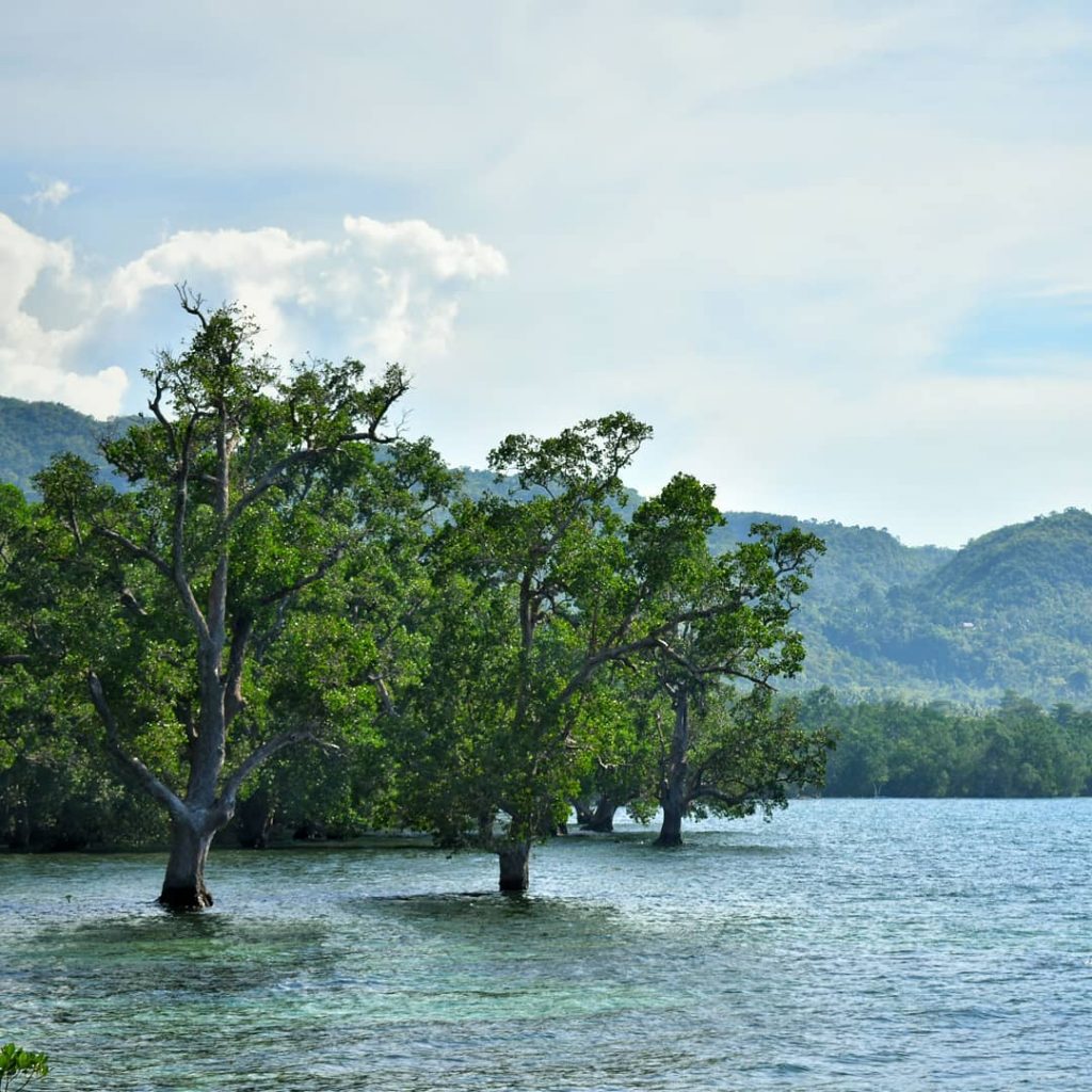 Man can go where the mangroves grow #philippines #siquijor #ocean #필리핀 #풍경 #바다