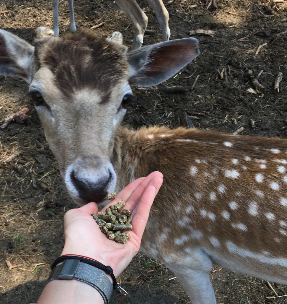 Serengeti Park, Niemcy???????? #serengetipark #serengetiparkhodenhagen #hodenhagen #germany #2018 #roe #thebestplaceintheworld #holidays #trip #triplovers #travelers&hellip;