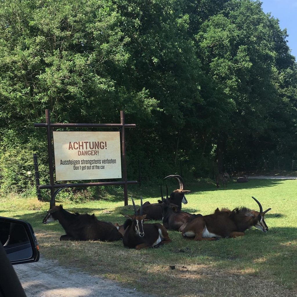 Serengeti Park, Niemcy???????? ZOO można zwiedzać własnym autem lub przesiąść się do autobusu, który&hellip;